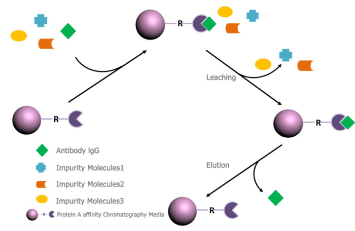Protein A Affinity Chromatography Application Protein A Affinity Chromatography Application